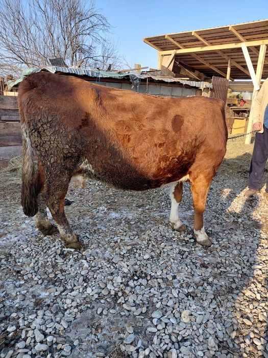 Vând vaca genstanta  urgent