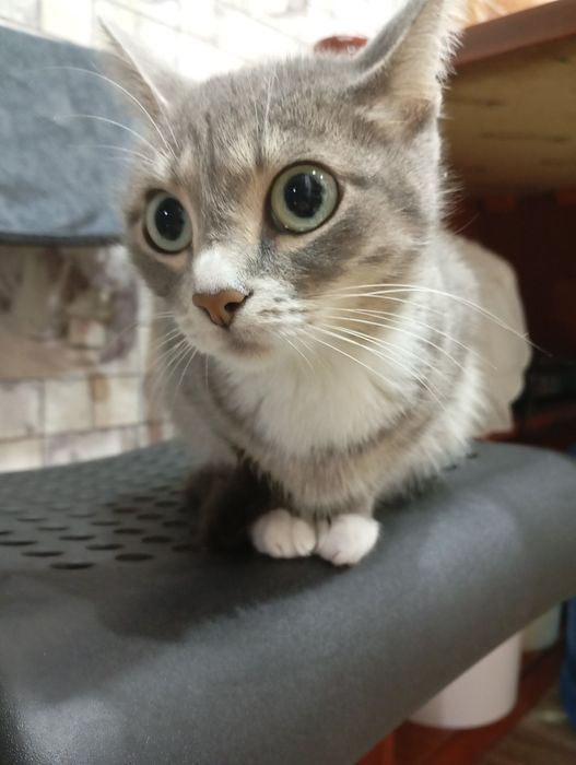 Потерялась кошка