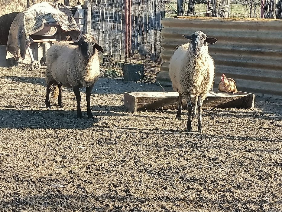 Vând 2 oi carabase tinere prețul este de 750 bucata