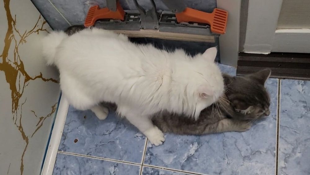 Вязка Кот Турецкого Ангора