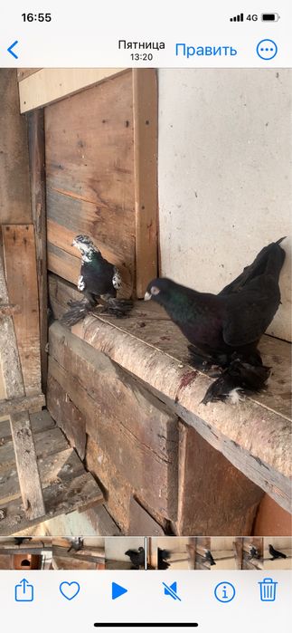 Голуби вольные в гоне