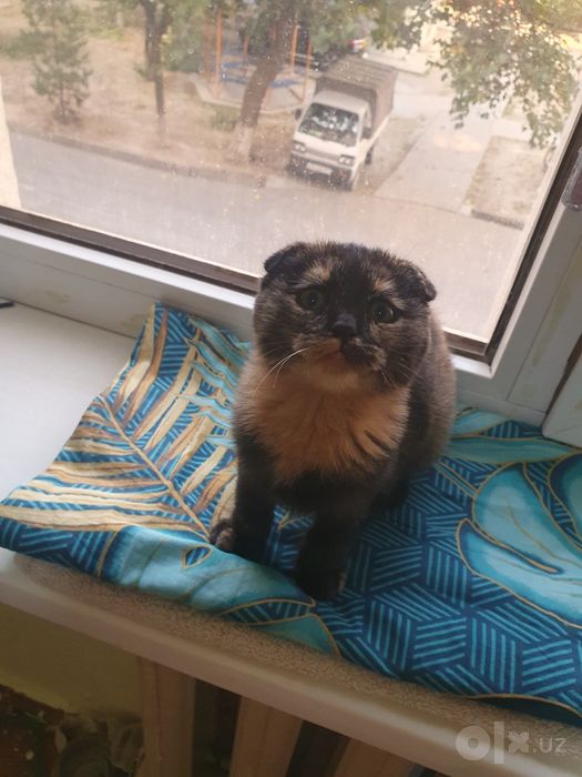 Шатланский скотиш фолд