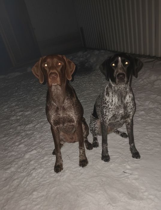 Бронь щенков породы курцхаар