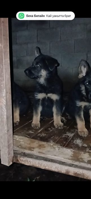 Продам Щенков Немецкой овчарки