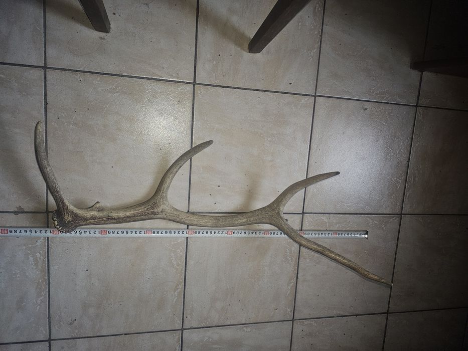 Corn trofeu cerb 4 raze și început de a 5-a rază 80 cm