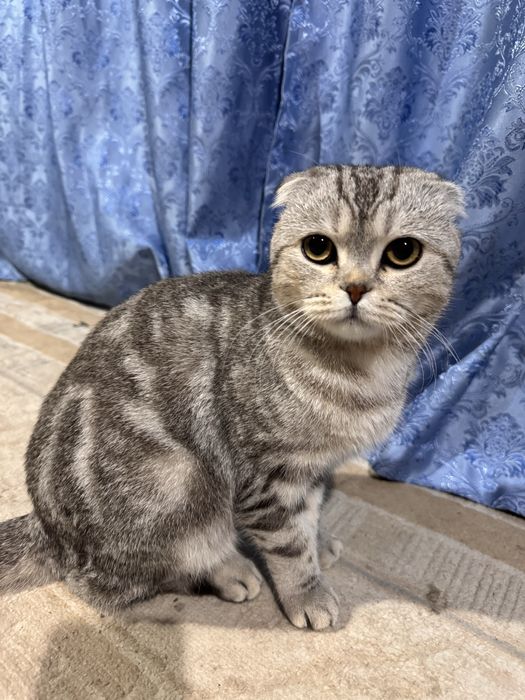 Шотландская вислоухая кот
