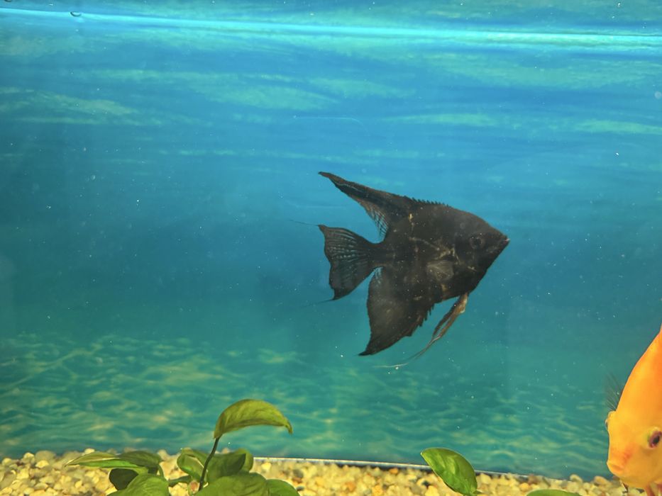 Vand pereche scalari