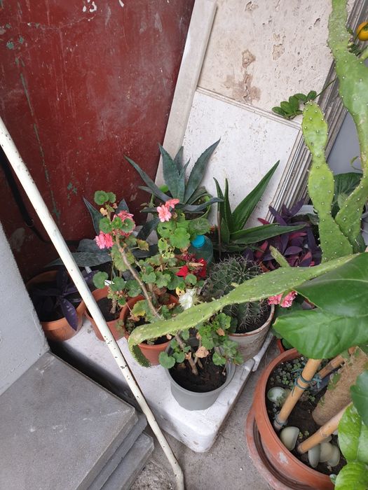 Lămi si plante decorative cufrunze verzi la 1200 lei