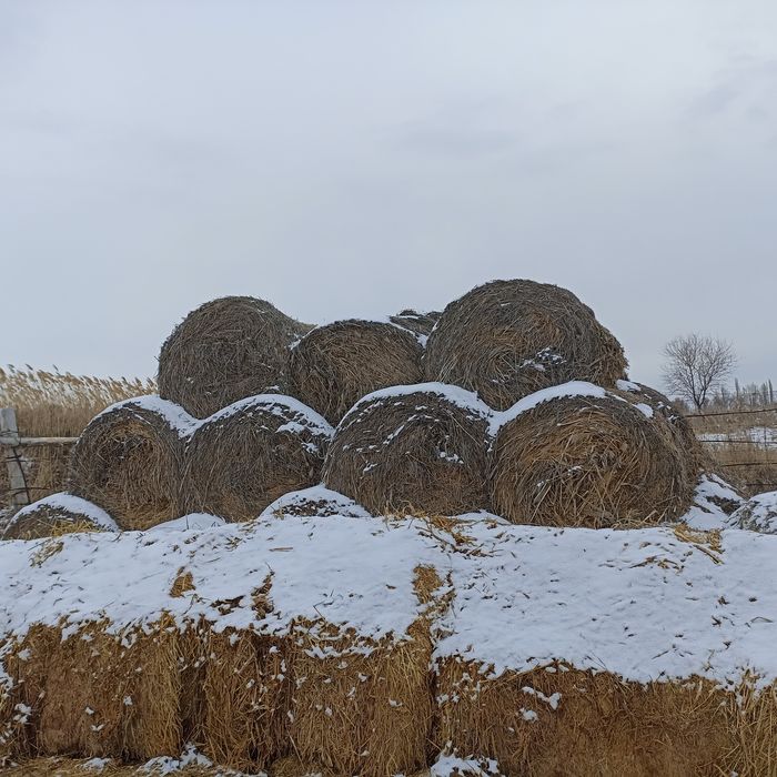 Сено в рулонах, ячмень.солома.