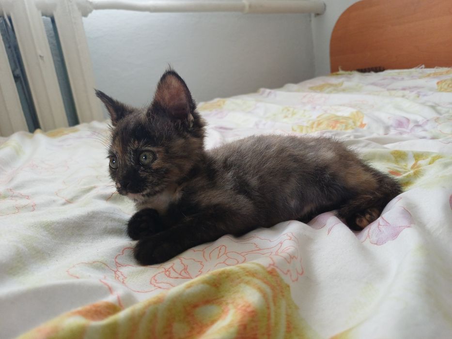 Отдам котят девочка и мальчик