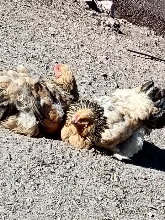 Vand 7 pui de iepure, 2 ieouroi ,o iepurita si 2 gaini brahma columbia