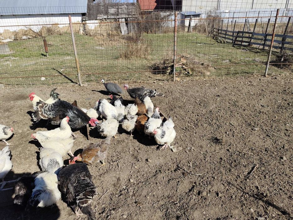 Oua incubat disponibile