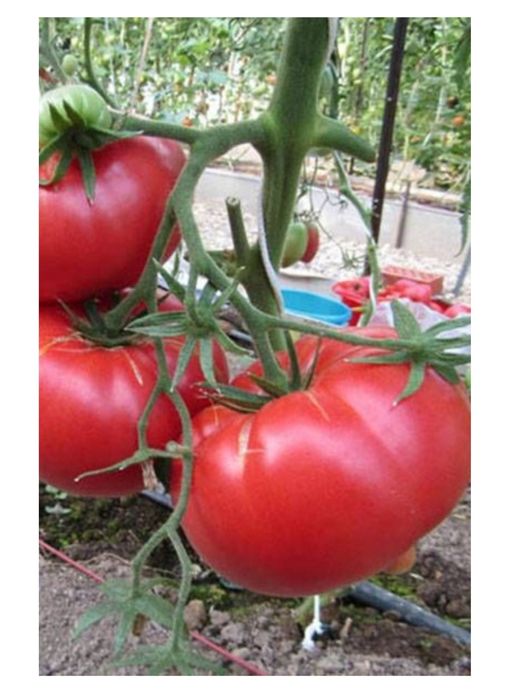 Томат Юсуповский розовый семена