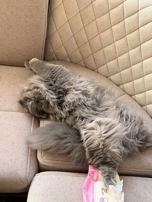 Скотиш страйт кошка