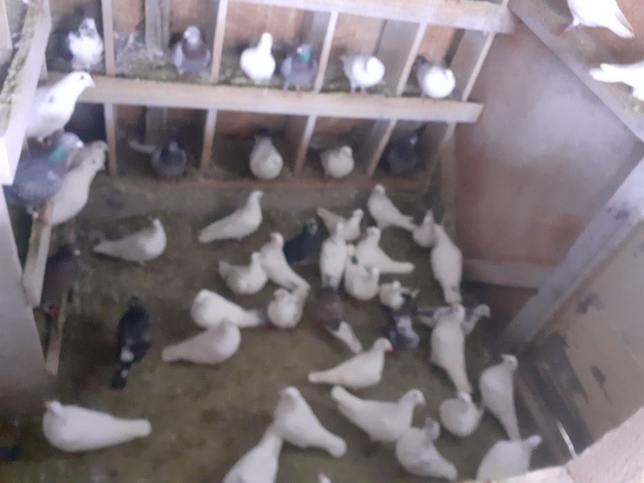 De vanzare porumbei voiajori