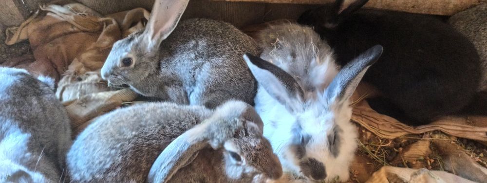 Куёнлар сотилади