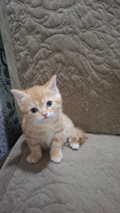Отдам рыженьких котят