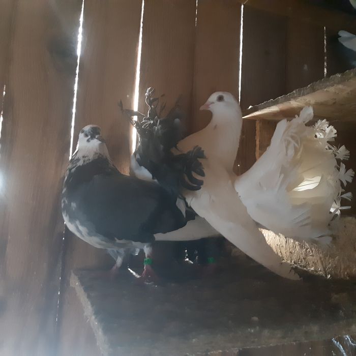 Schimb porumbei cu Perusi