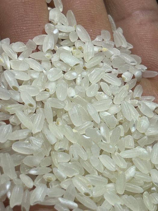 Кызылорда күріші