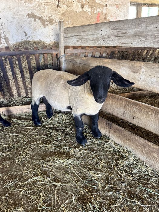 Berbecuti suffolk de vanzare