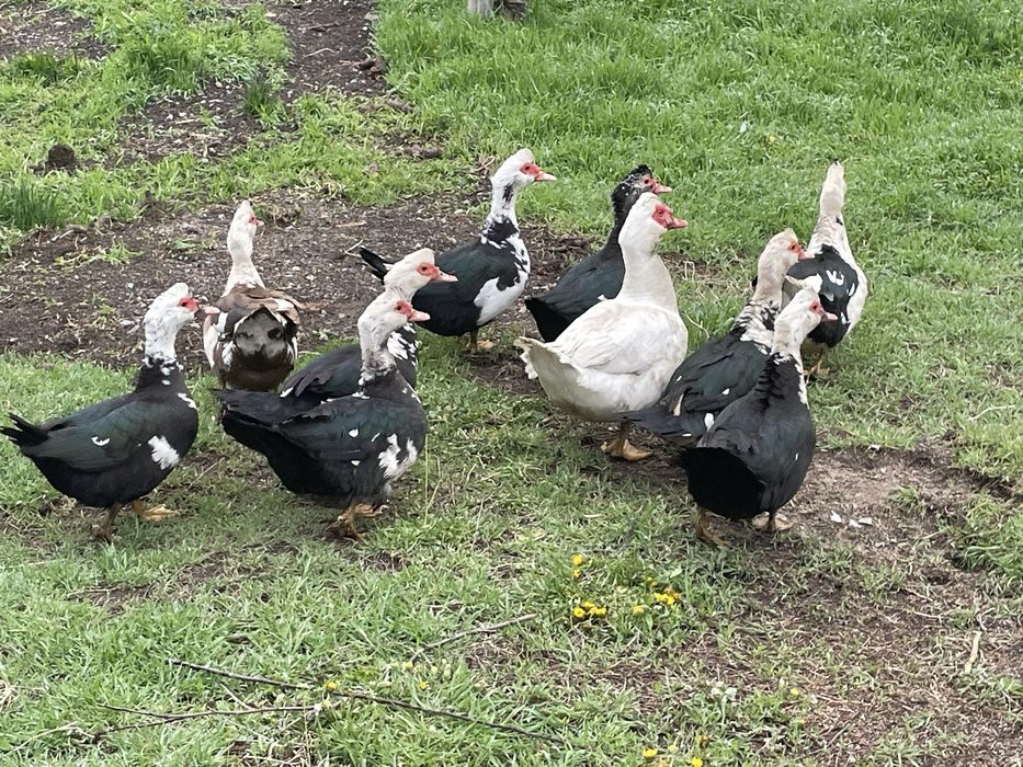 Продам домашних уток