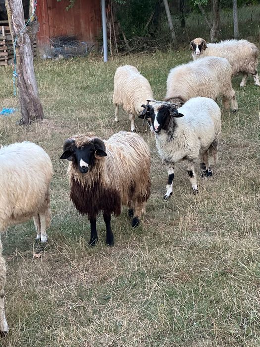2 berbecuți disponibili