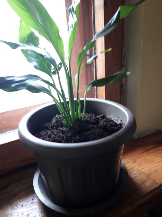 Цветы "женское счастье"