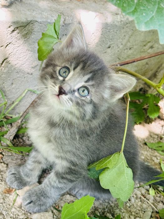 Отдам котят бесплатно