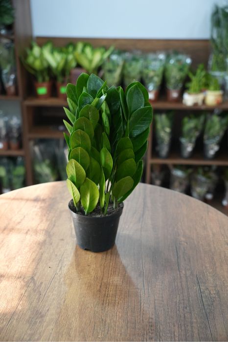 Замиокулкас пирамида