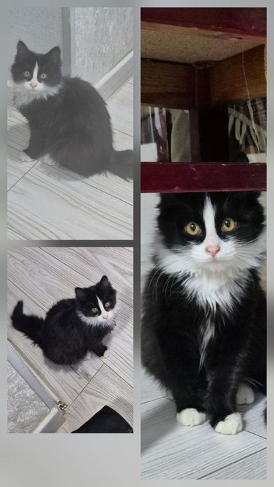 Котенок ждёт своего настоящего друга