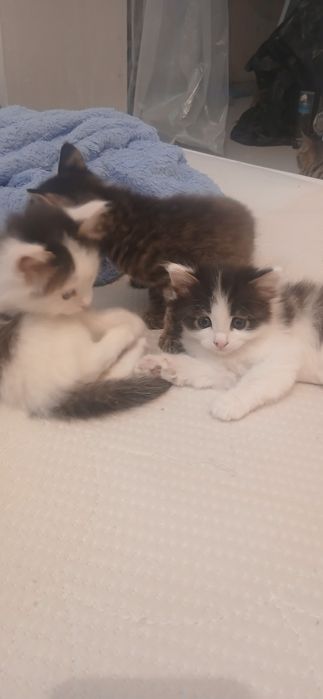 Котята в добрые  руки. Бесплатно