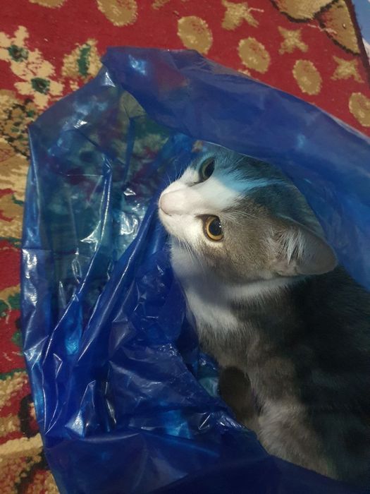 Отдам даром кота