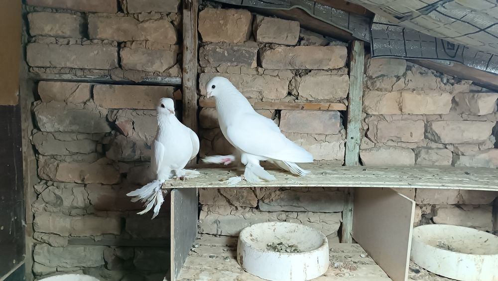 oq buharskiy kabutar