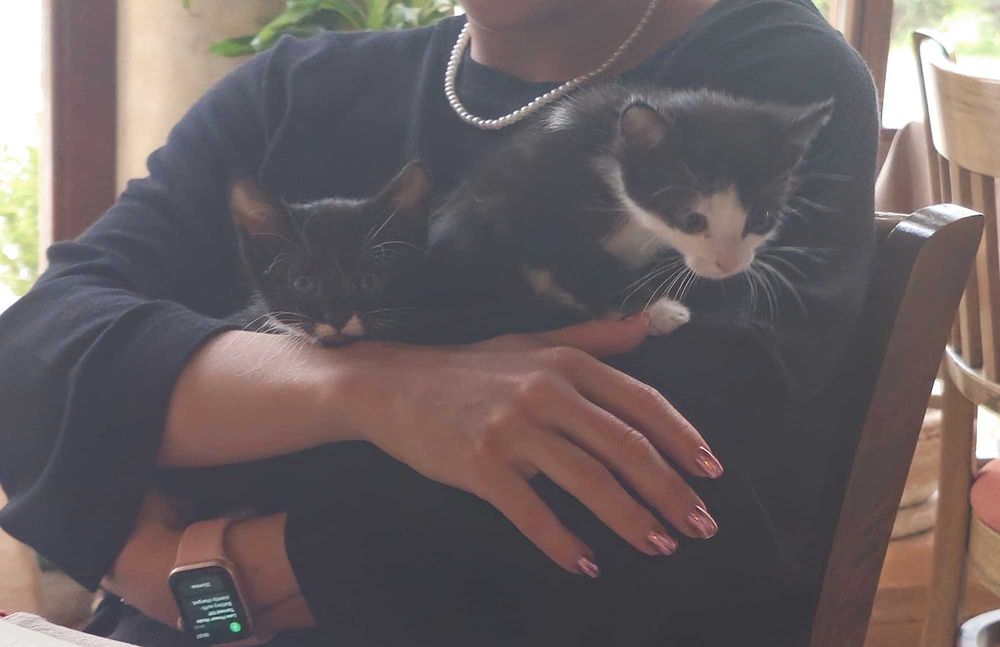 Două pisicuțe mini-teroriști (aka pufuri de iubire) caută om adoptiv
