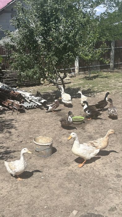 Rațe și rățoi moldovenesti