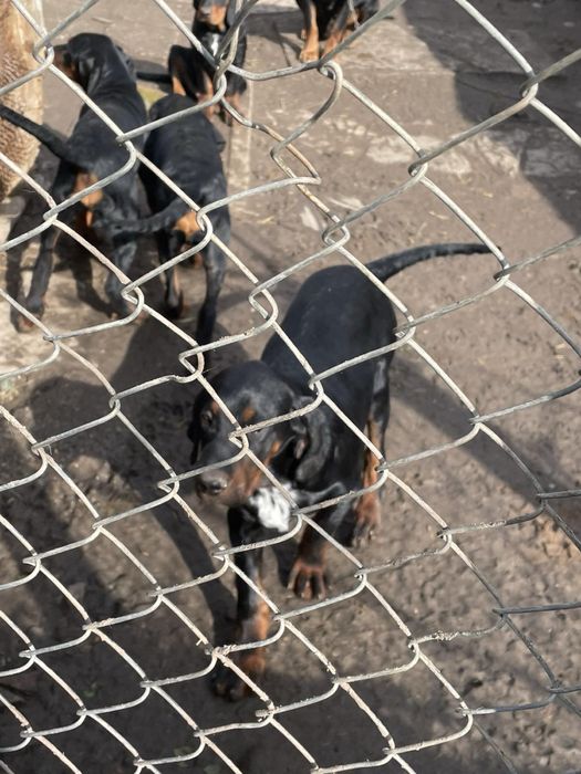 Чистокръвни мъжки български гончета