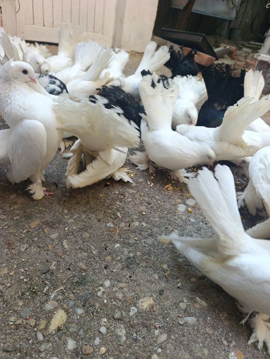 Porumbei siberieni de vînzare