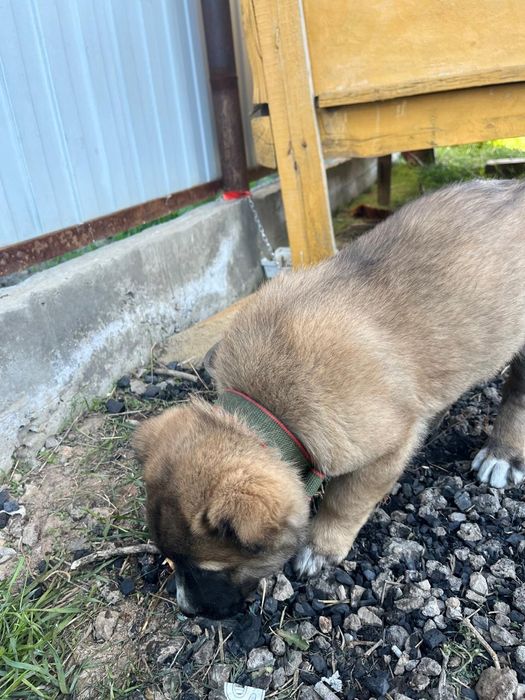 Чистый тобет продам