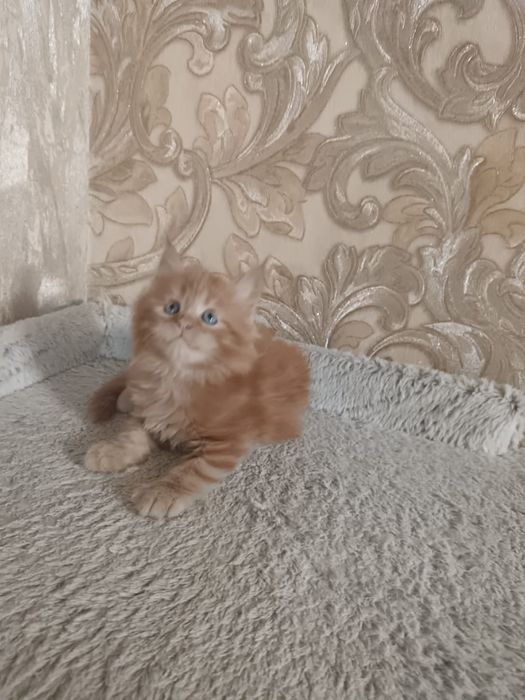 Котята мейн кун.