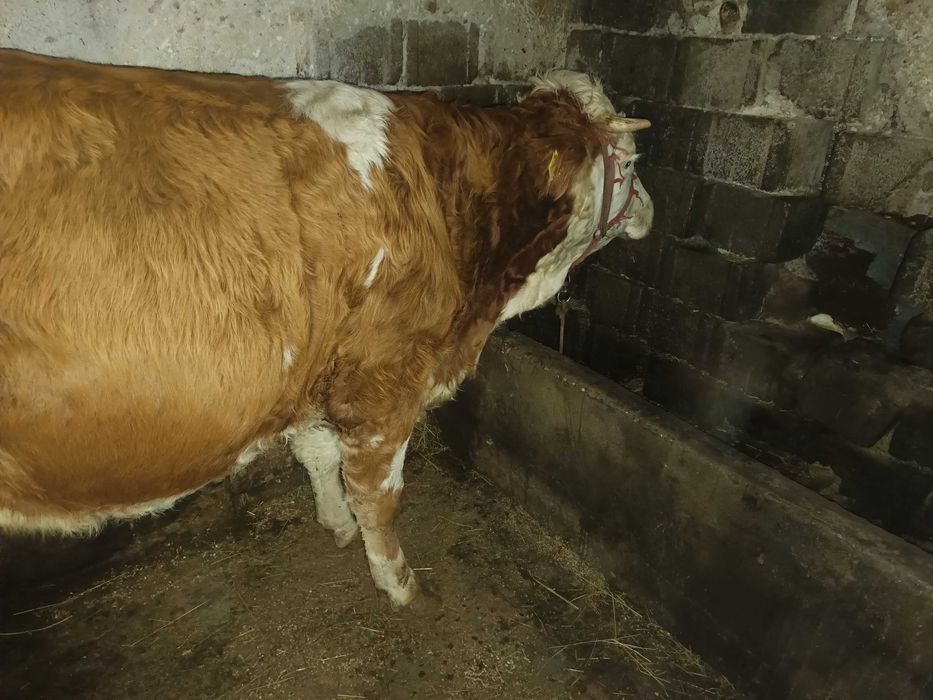 Juninca Bălțata românească