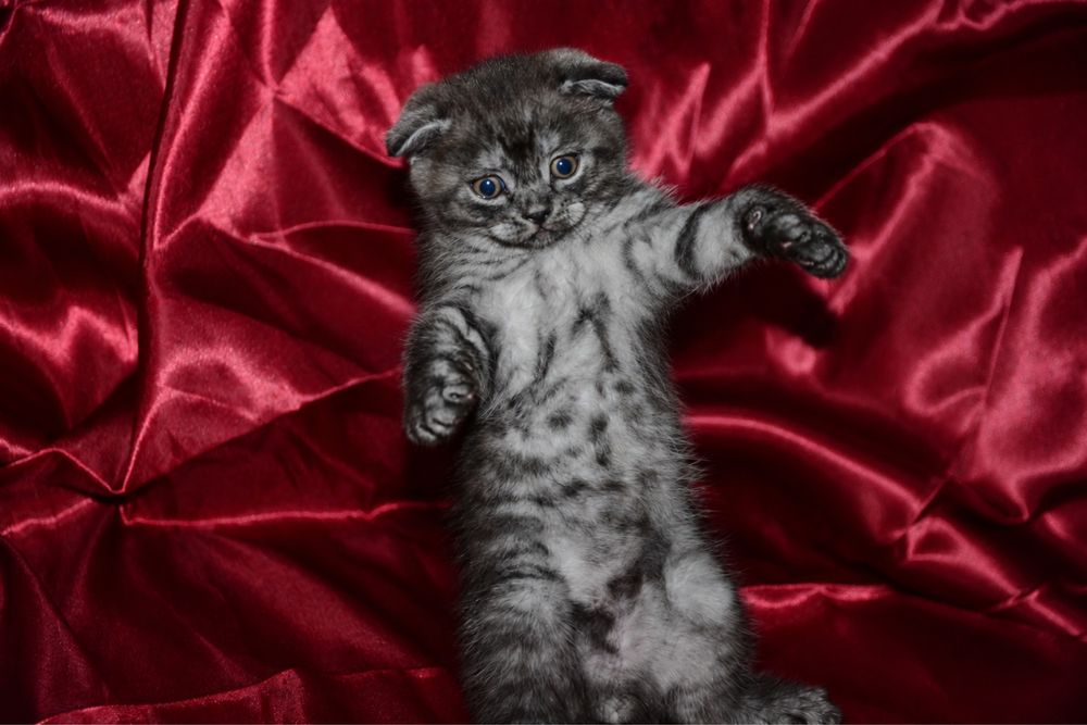 Pui de pisică Scottish Fold