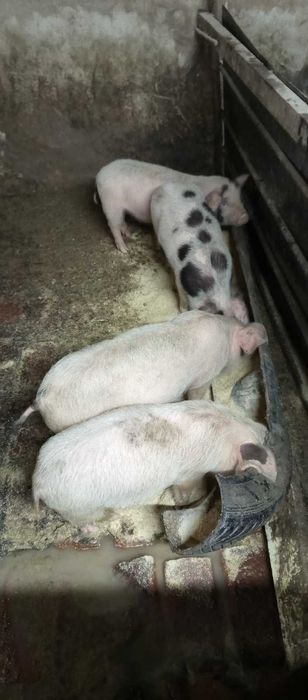 Прасенца за продаване