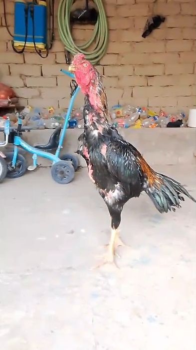 Дакан ири деу парода