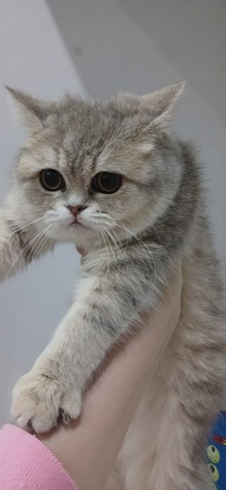 Mushuk Sotiladi 150$