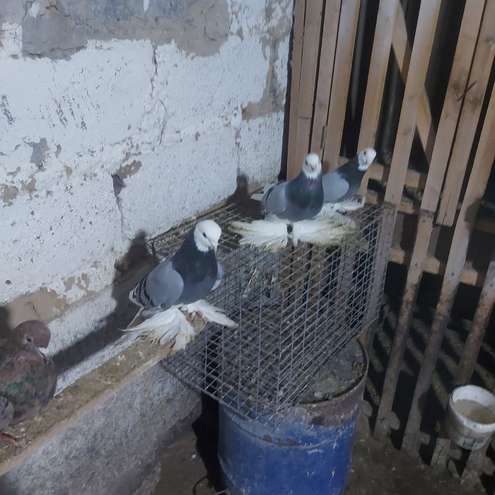 Маздоки  3 пара  обрезные