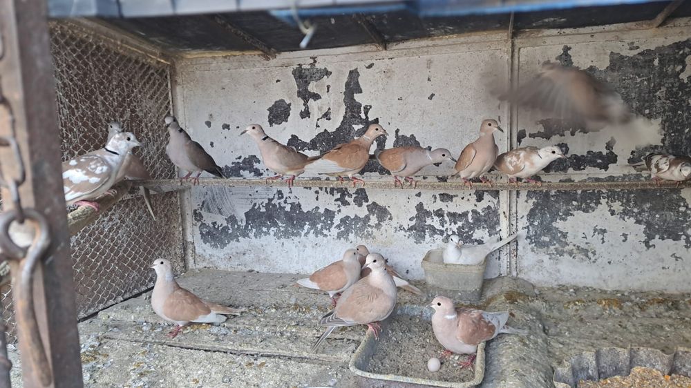 Turturele de vânzare!