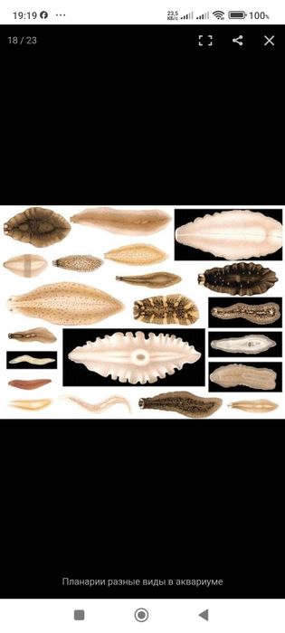 Ловушка для аквариумных паразитов.