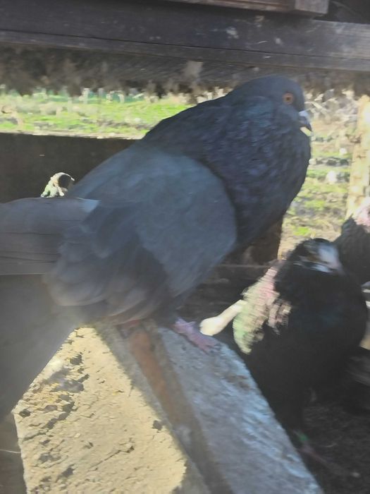 Старонемски гълъби