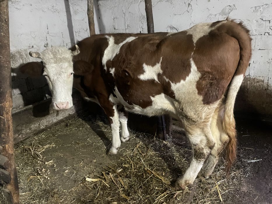 Vaca gestanta in 7 luni, 7 ani are, inca se mulge