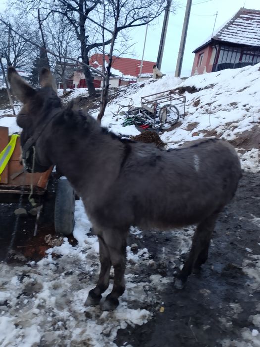 Vând măgar foarte blând